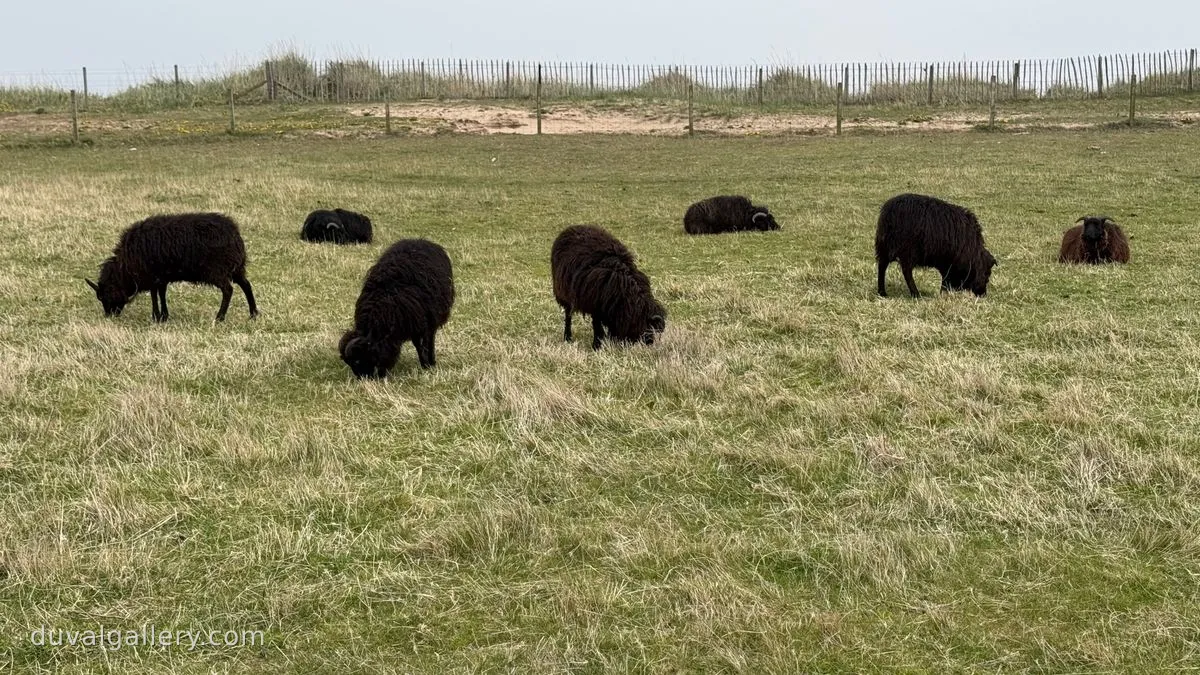 Black sheep. One sympathizes.